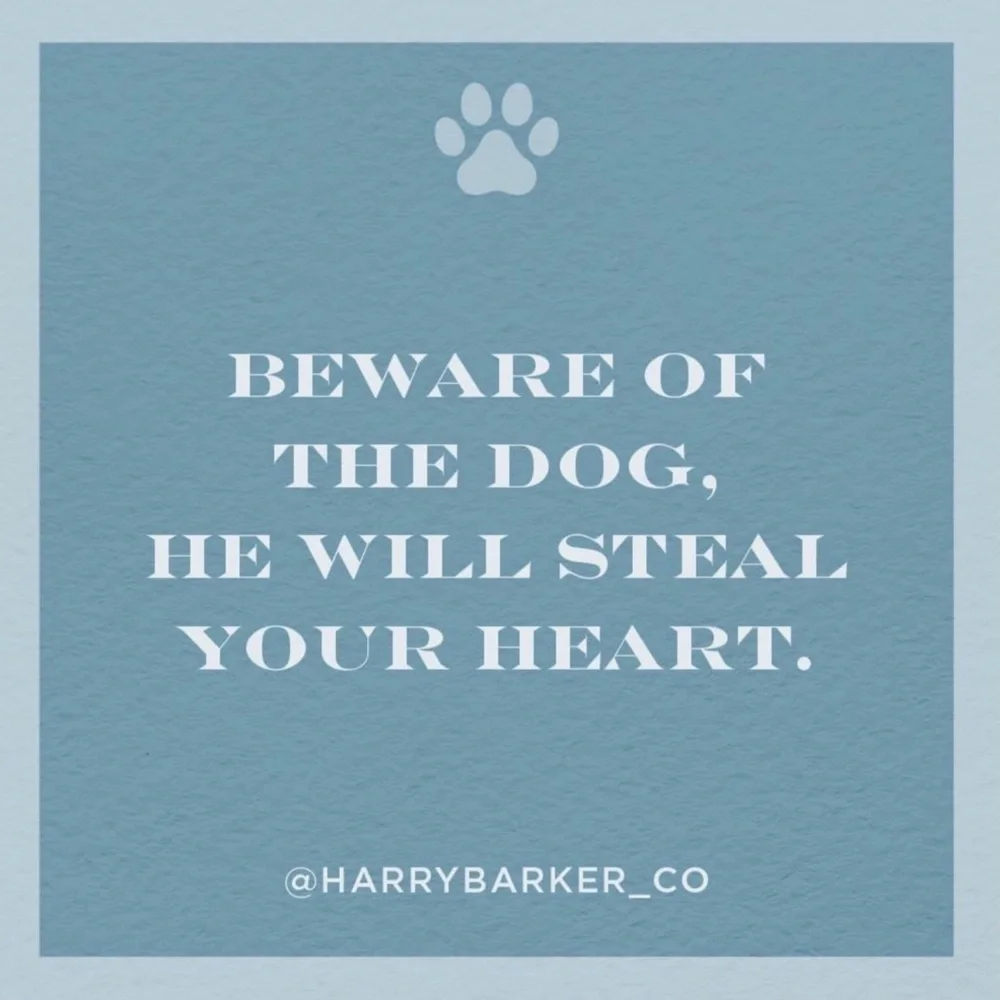 Harry Barker Canines for Veterans Dog Collar
